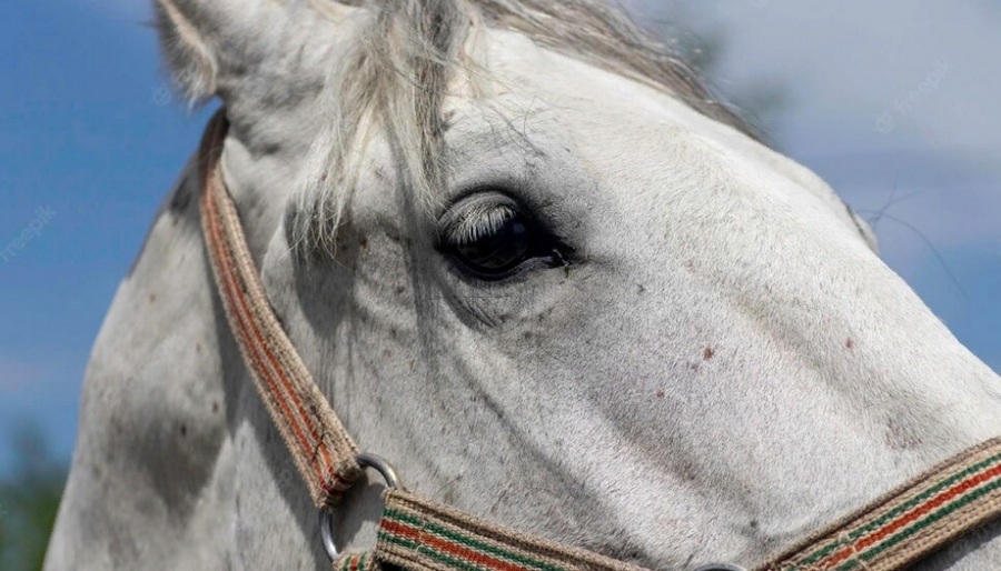 На воронежском ипподроме во время скачек умерла молодая лошадь 