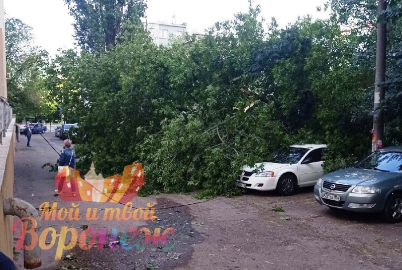 В Воронеже упавшее из-за ветра дерево смяло «Киа»