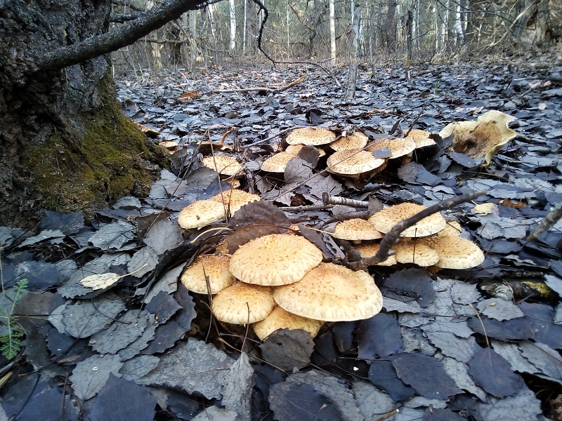 Воронежцам рассказали, как вкусно приготовить грибы