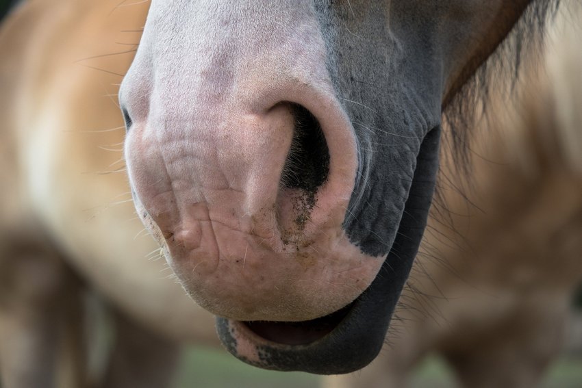 Лошадь чуть было не убила рабочего на воронежской молочной ферме