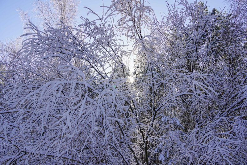 Морозы до -14 градусов ожидаются в Воронежской области
