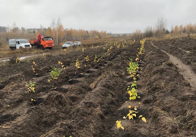 В Воронежской области посадили 105 тысяч деревьев в рамках климатического проекта