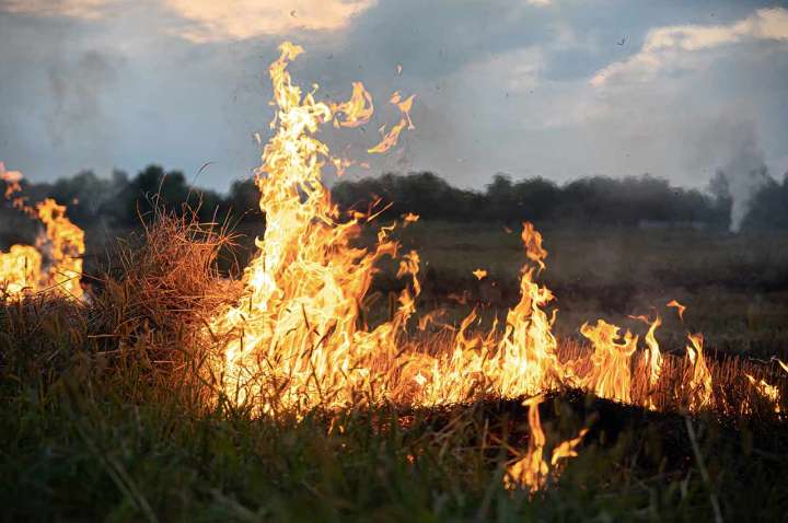 Три с половиной гектара сухостоя потушили под Воронежем