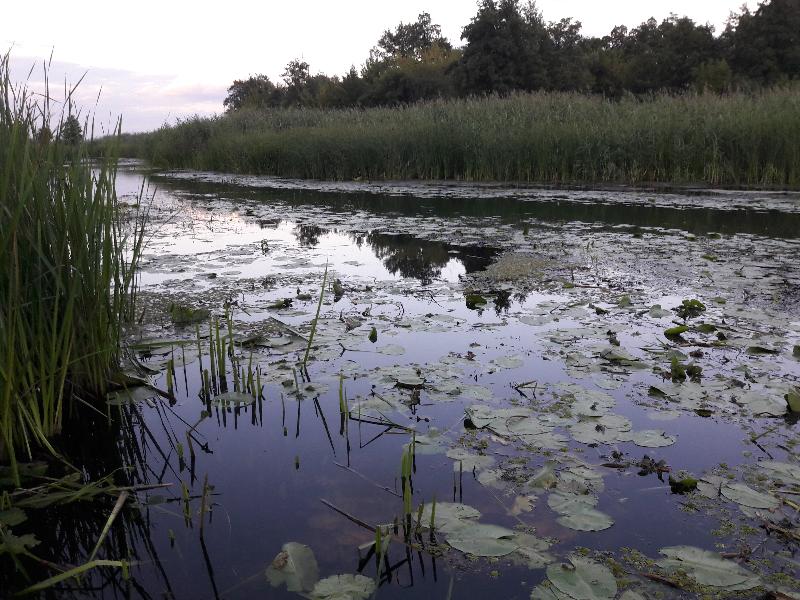 В воронежскую реку Икорец выпустят более 500 тыс. мальков сазана