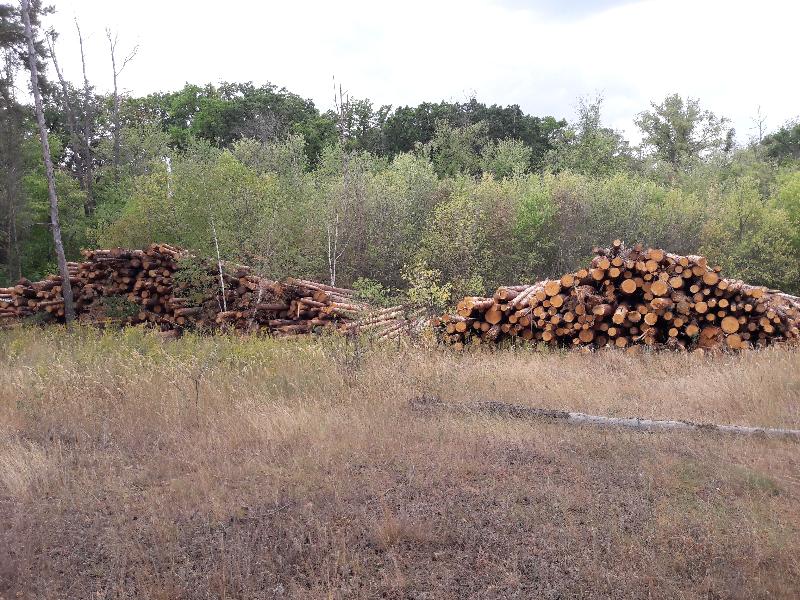 За незаконную рубку деревьев жителям Воронежской области грозит 7 лет колонии