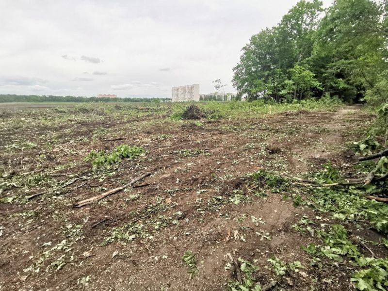 Вырубка у Ботанического сада в Воронеже будет компенсирована высадкой более 1,6 тыс. деревьев