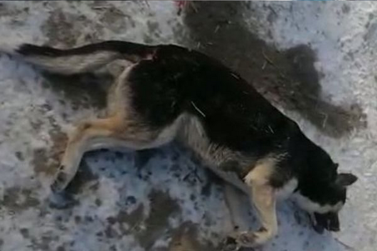 В воронежском приюте для животных отравили собак