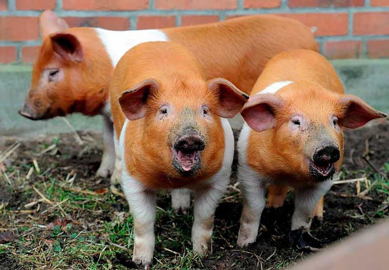 Племенные чистопородные свиньи из Дании прибыли в Воронежскую область