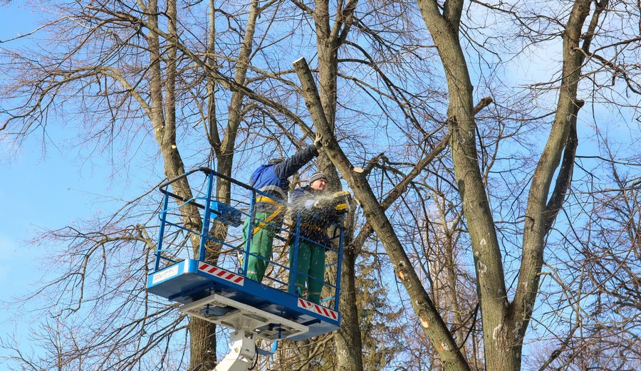 Часть деревьев в сквере имени Бунина вырубят в Воронеже