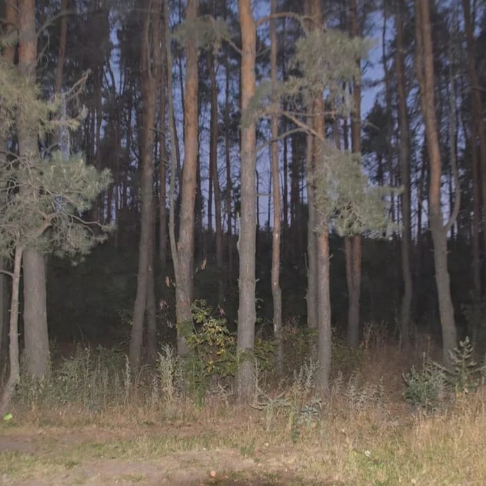 Как воронежцы отреагировали на снос забора в Северном лесу