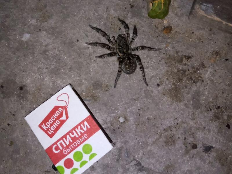 Ядовитого тарантула встретили на улице воронежского райцентра