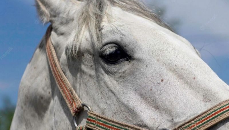 На воронежском ипподроме во время скачек умерла молодая лошадь 