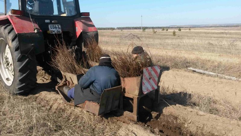 В Воронежской области посадили 100 га новых лесов