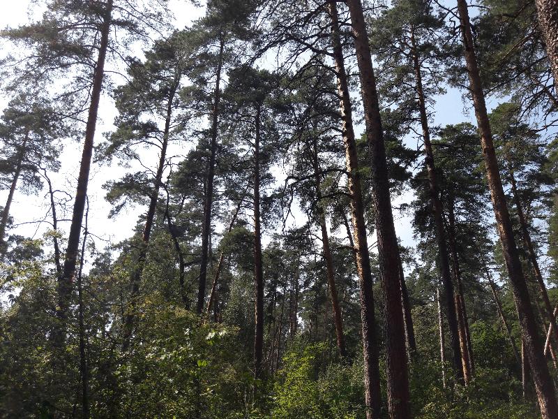 В лесополосе в Воронежской области нашли 17-летнего подростка повешенным