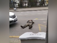 В центре Воронежа мужчина в камуфляже ложится под машины
