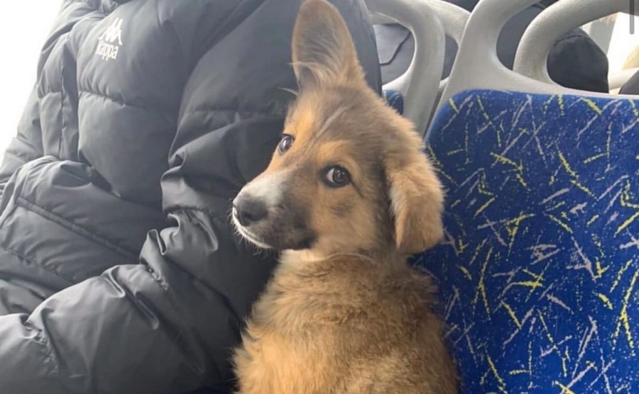 В Воронеже волонтеры нашли щенка, путешествующего по маршруткам