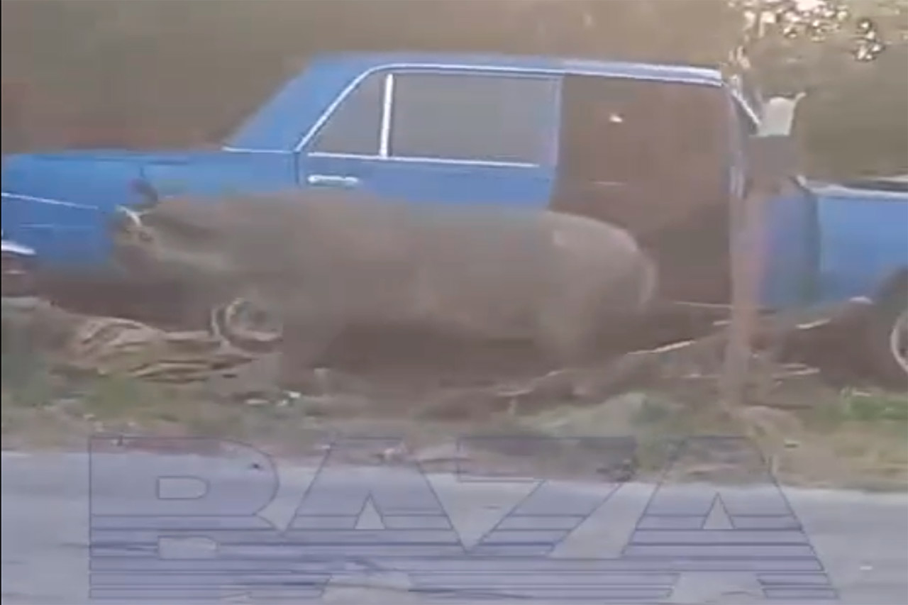 Свинья за рулём устроила ДТП в Воронежской области