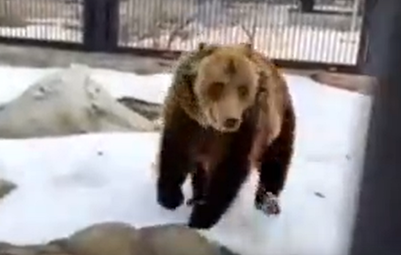 В Воронеже показали на видео проснувшихся после зимней спячки бурых медведей 