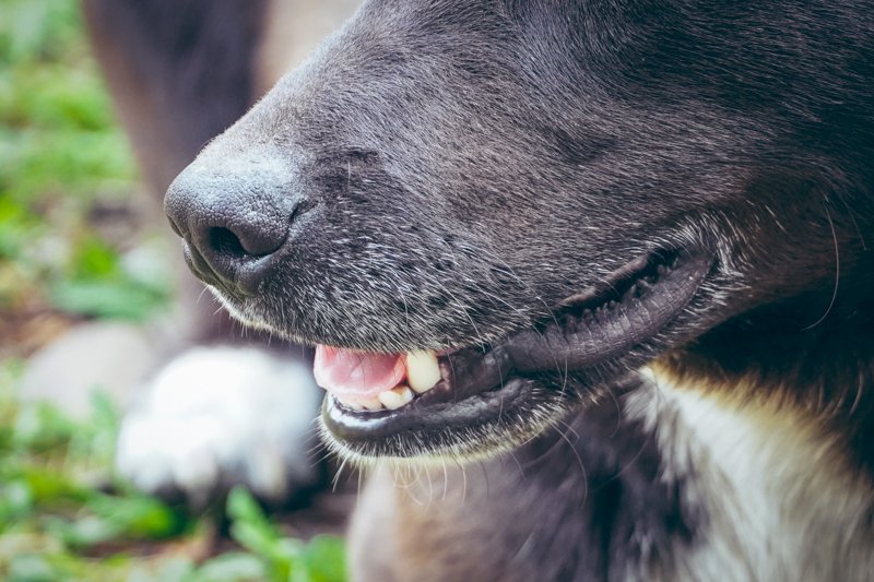 Убившую ножом бездомного пса жительницу воронежских Лисок отдали под суд