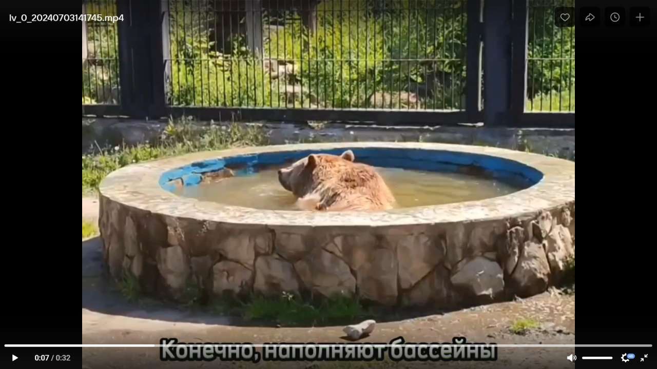 Медведи в воронежском зоопарки роют ямы, спасаясь от жары, и купаются в бассейне