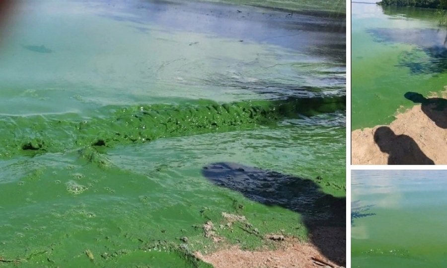 Снимками позеленевшего водохранилища поделились воронежцы