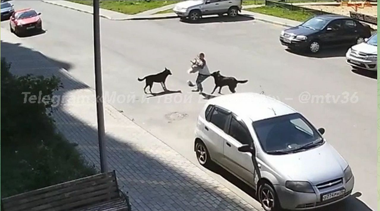 Бездомные собаки напали на девочку во дворе дома в Воронеже