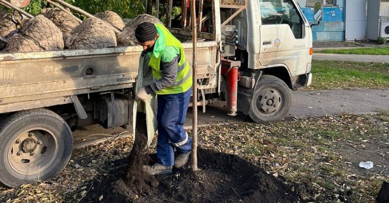 До зимы в Воронеже высадят более 600 саженцев деревьев