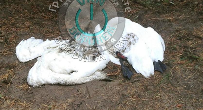 Воронежцы сообщили об убийстве семьи лебедей у лесного озера