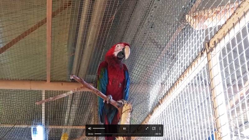 В Воронежском зоопарке появился говорящий при хорошем настроении попугай по имени Редди