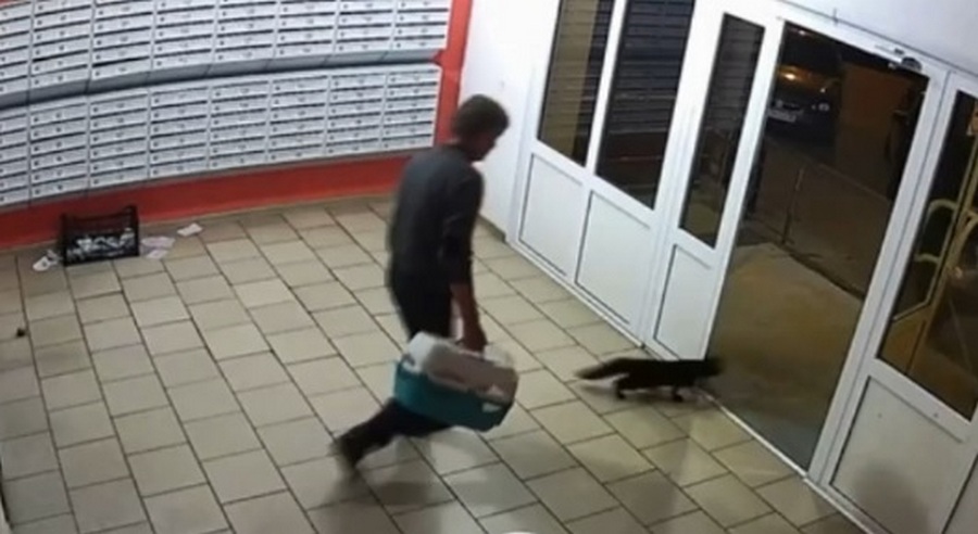 В Воронеже мужчина вышвырнул на улицу 15 котов