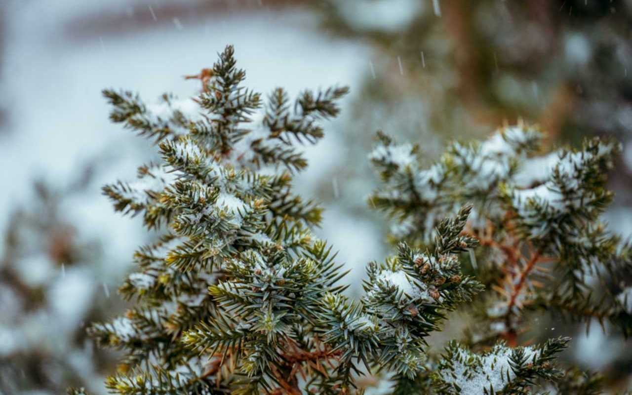 Мокрый снег и до -5 градусов мороза ожидаются 10 января в Воронежской области