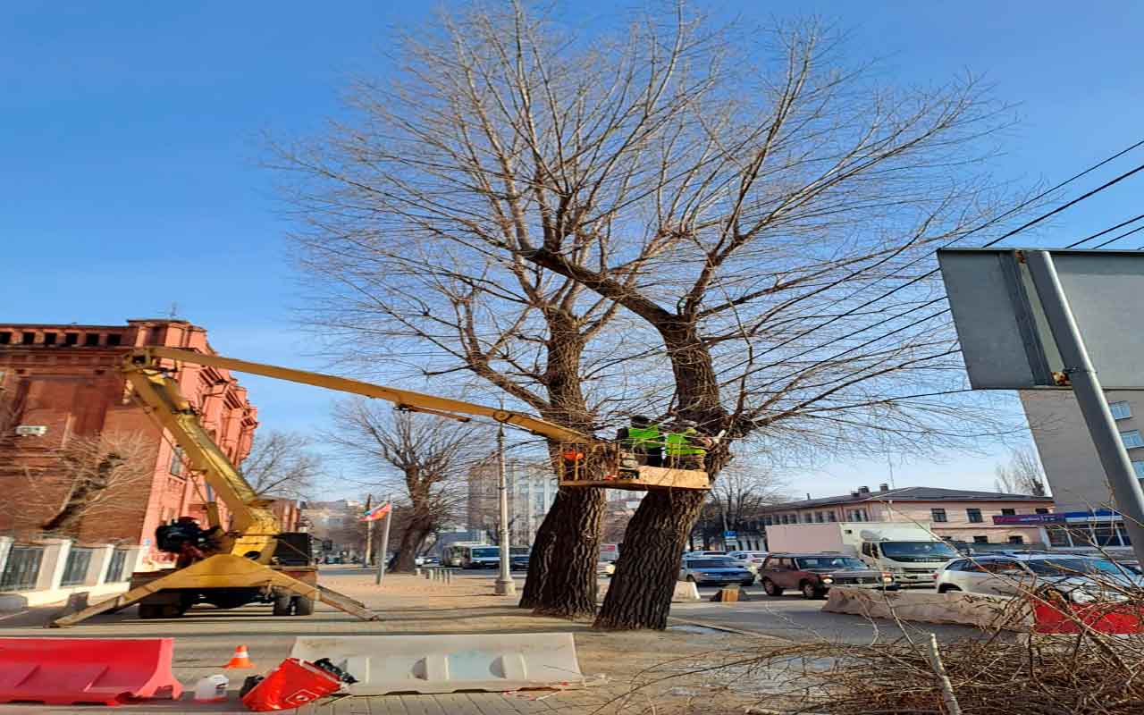 На проспекте Революции в Воронеже спилят 7 старых деревьев