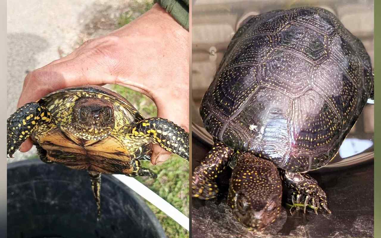 Краснокнижных болотных черепах спасли воронежские госавтоинспекторы
