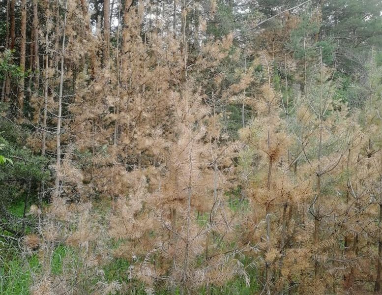 В воронежских лесах от загадочной болезни гибнут сосны