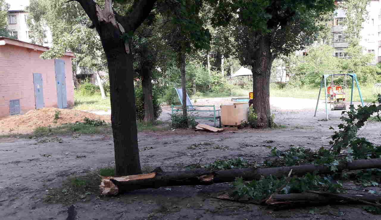 Стало известно, сколько деревьев в Воронеже повалило ураганом