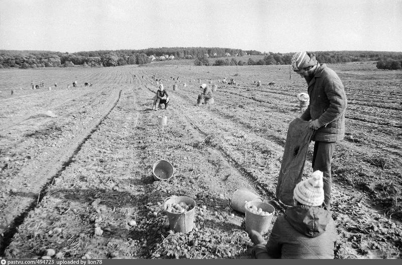 Колхозно-полевой роман: как воронежские инженеры  спасали урожай в советское время