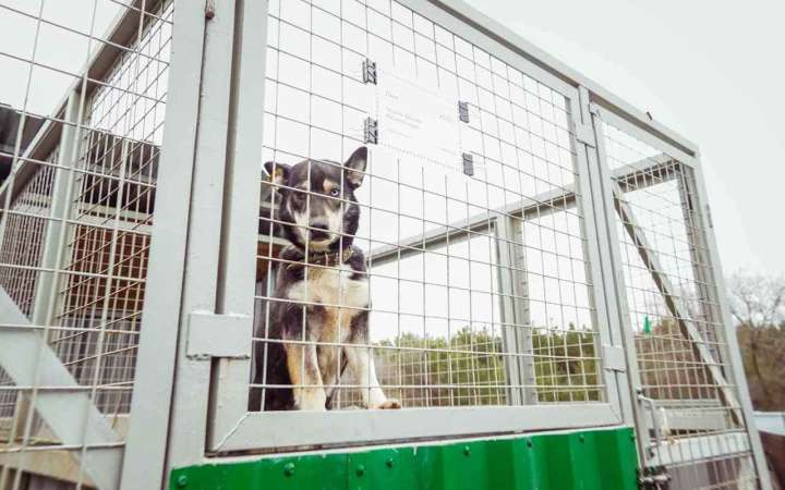 Более 60 собак из воронежского приюта нашли себе владельцев