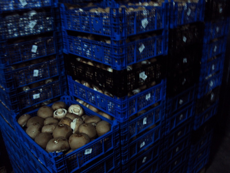 В Воронеже на рынке задержали тонну подозрительных грибов
