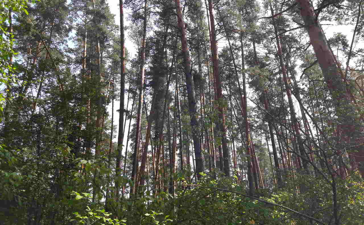 В Воронежской области продлят запрет на посещение лесов