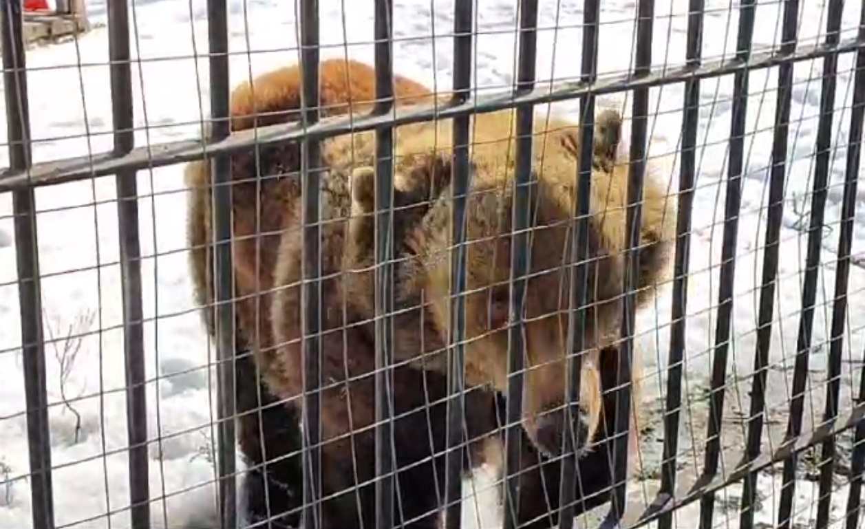 Медведи проснулись после зимней спячки в воронежском зоопарке