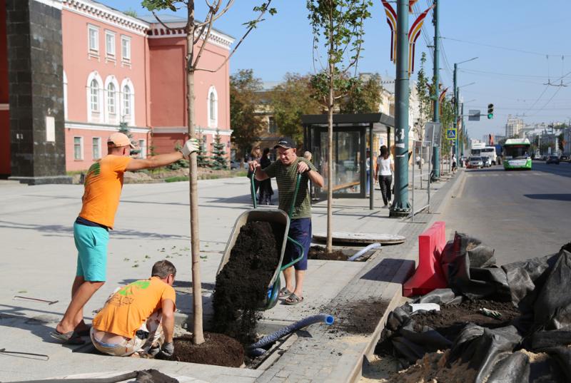 На чётной стороне воронежского проспекта Революции начали высаживать клёны