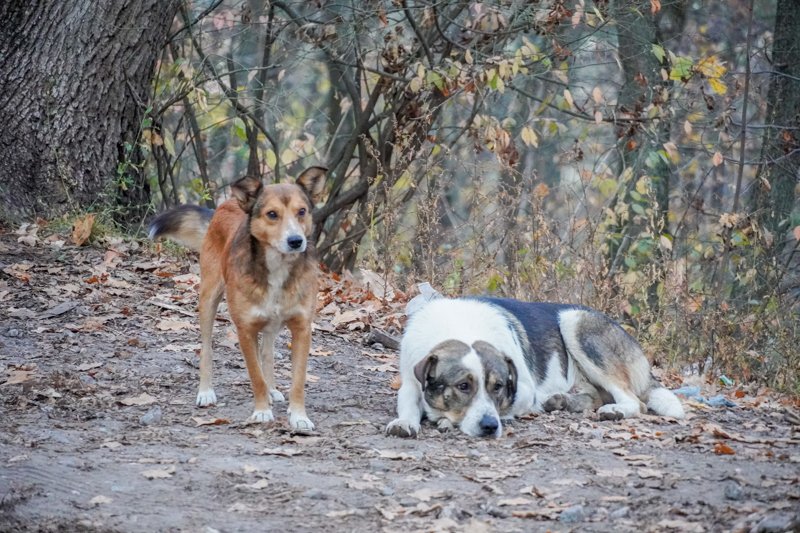 В Воронеже за шесть лет отловили 6,5 тыс. бродячих собак