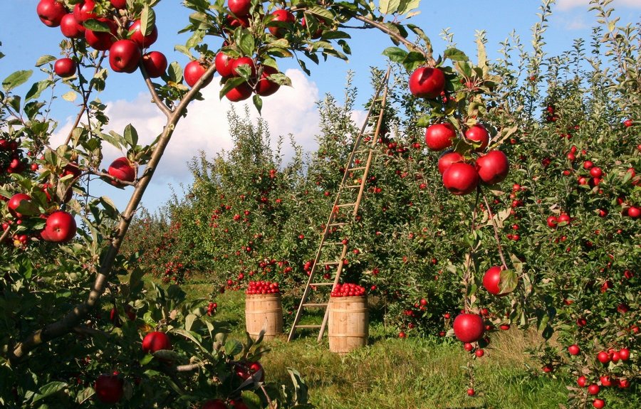В Воронеже подешевели яблоки и подорожал картофель