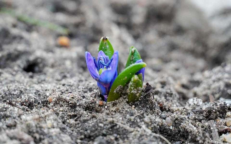 Заморозки до -2 градусов ударят 2 и 3 мая в Воронежской области