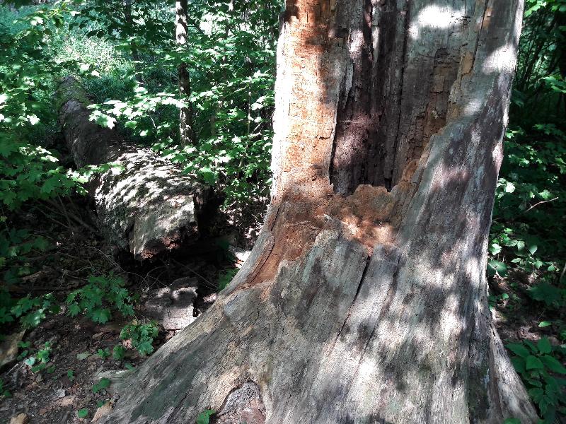 30 деревьев повалил или сломал ураган в Воронеже