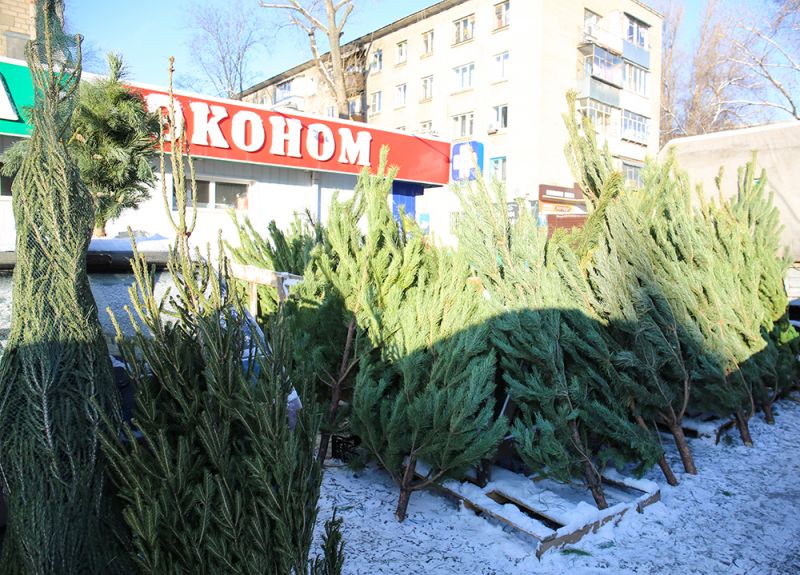С 6 нелегальных ёлочных базаров в Воронеже изъяли порядка 70 деревьев