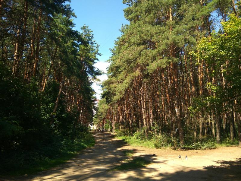 Строить нельзя сберечь: воронежцы спасают городскую природную зону – парк «Северный лес»