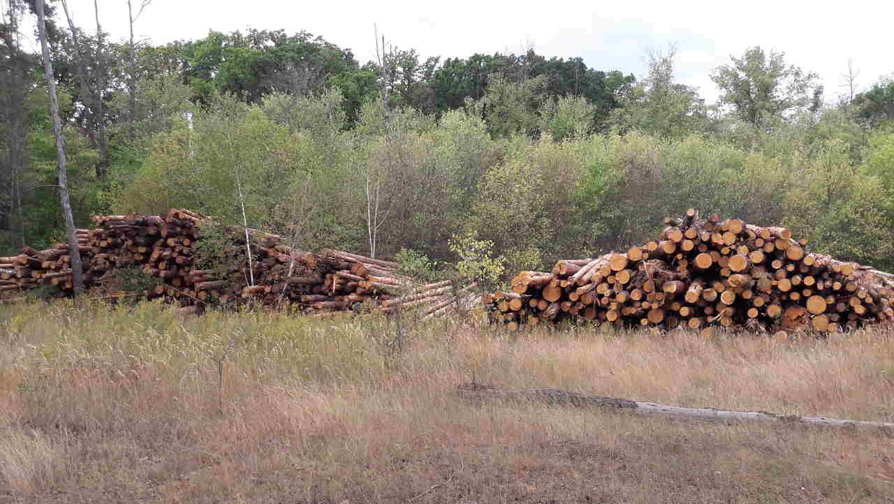 Уголовная статья грозит воронежцу за нелегальную отправку в Армению древесины