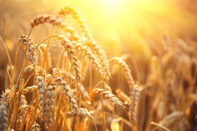Позитив дня: в Воронежской области стали выращивать лучшую пшеницу для людей
