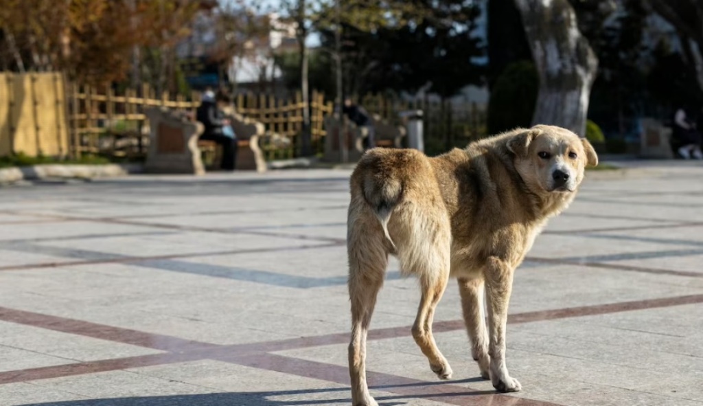 В Воронеже определили территории, куда запрещено возвращать собак после отлова
